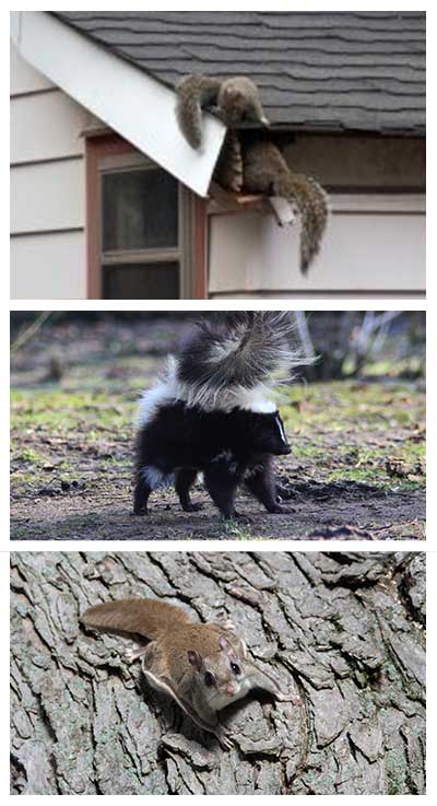 squirrels skunks and chipmunks