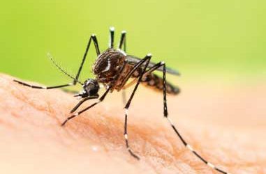 Tick/Mosquito Suppression Programs