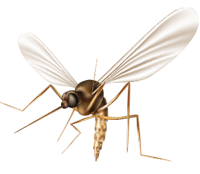Mosquito & Tick season is upon us!