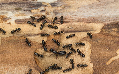 What Do Carpenter Ants Do To Your Home?