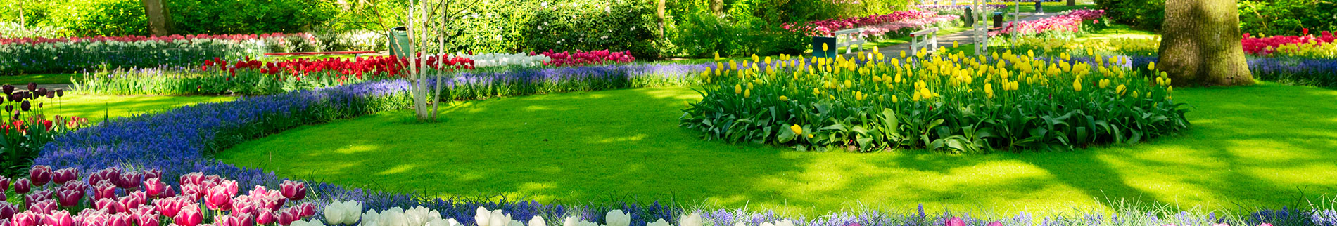 beautiful garden and lawn from our Premier Lawn Care Program