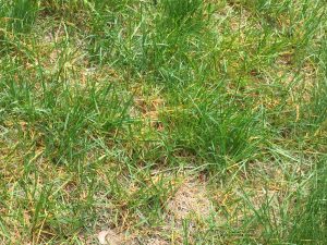Leaf Spots lawn