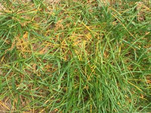 Leaf Spot