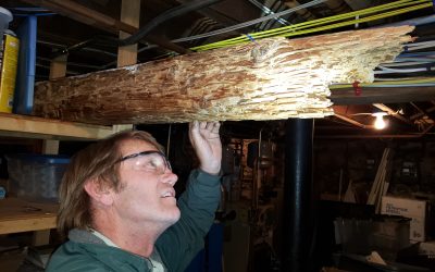 Who Needs a Pest Inspection?