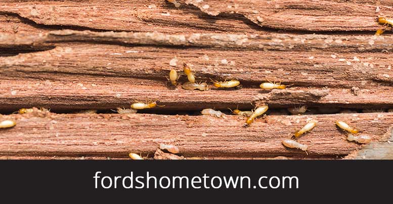 3 Signs of a Termite Infestation - Ford's Hometown Services