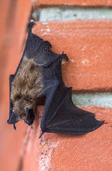 Three Steps to Getting Rid of Bats in Your Attic For Good