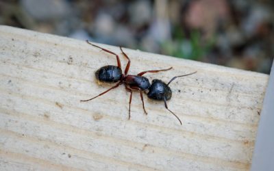 Carpenter Ant Season is Here