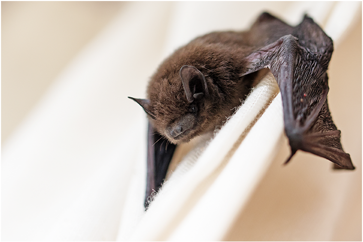 Bat in the House? Here’s What to Do