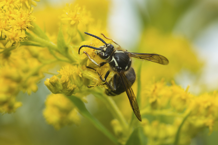 What’s the Difference Between Yellow Jackets and Bald faced Hornets?