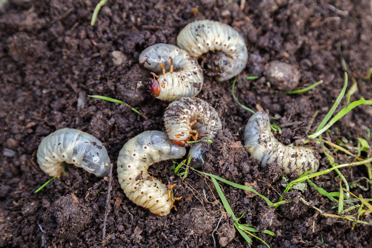 Tell-Tale Signs of Grubs In Lawns & When To Call In The Pros