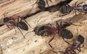 Carpenter Ant Control