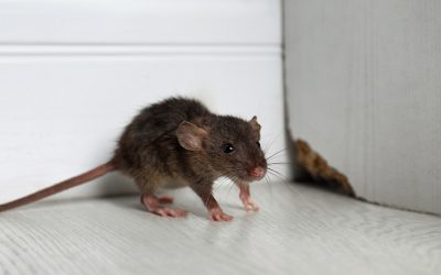 How to Prevent a Mouse or Other Rodent Infestation This Fall