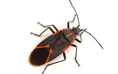 Stop Fall Pests in Their Tracks