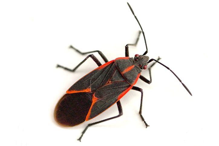 Stop Fall Pests in Their Tracks