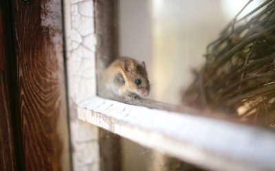 Night Before Christmas and NOT a Mouse in the House