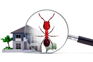 Home Pest Inspection