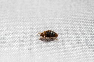 bed bugs in your home Worcester MA pest control