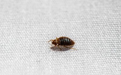 5 Tips to Prevent or Control Bed Bugs