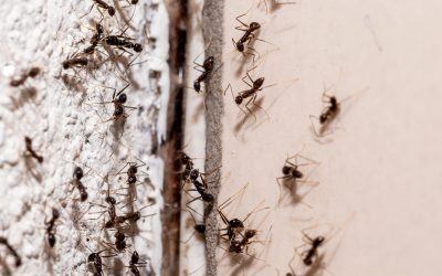 When The Ants Come Marching Back