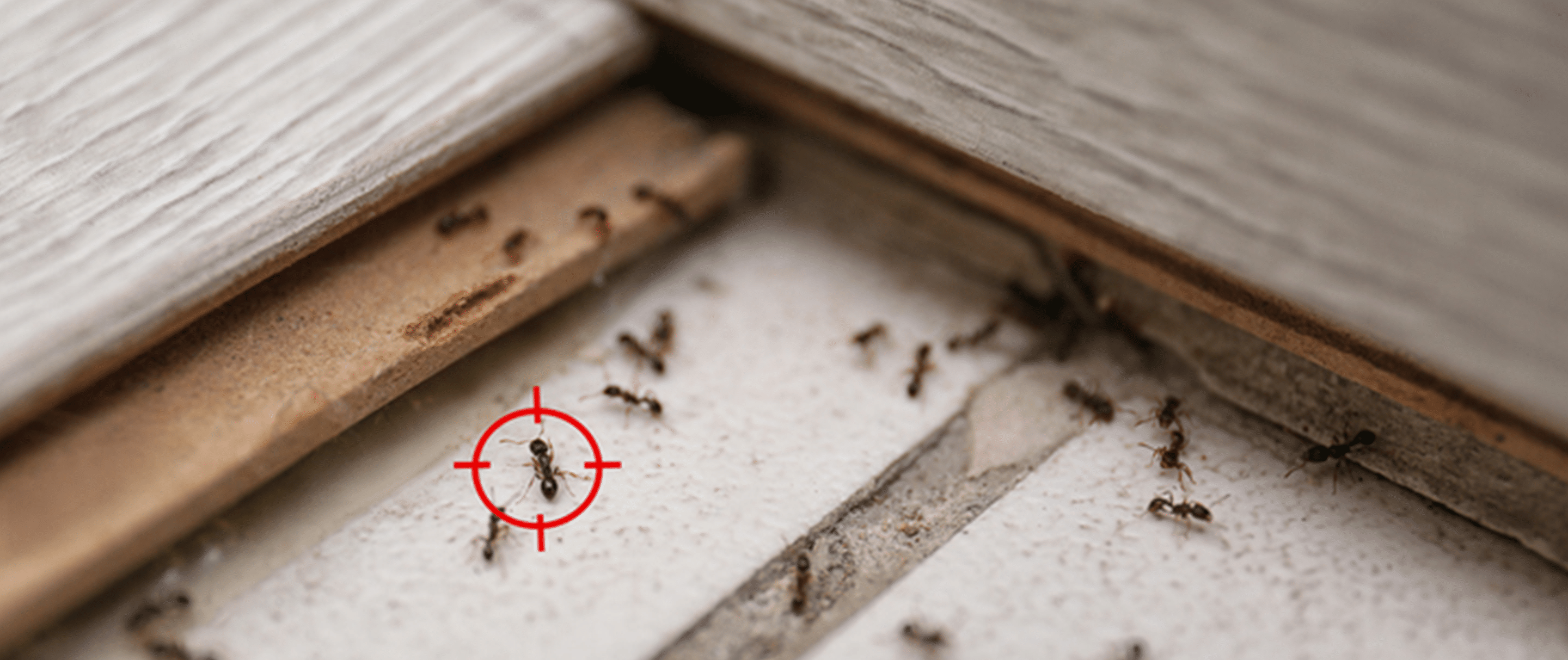 Know the Signs of an Ant Infestation Ford