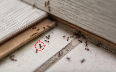 Know the Signs of an Ant Infestation