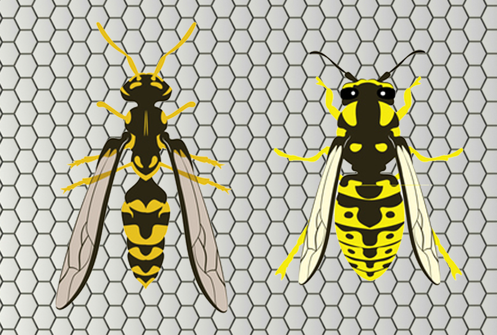 How to Identify Yellow Jackets and Wasps Like an Exterminator Ford's Hometown Services