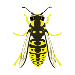 How to Identify Yellow Jackets and Wasps Like an Exterminator