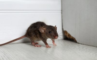 How to Prevent Mice Like a Pro