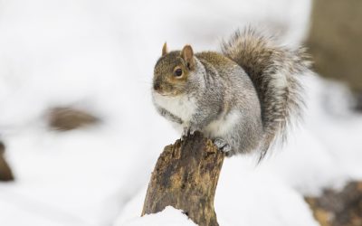 5 Pest Control Tips for Winterizing Your Home