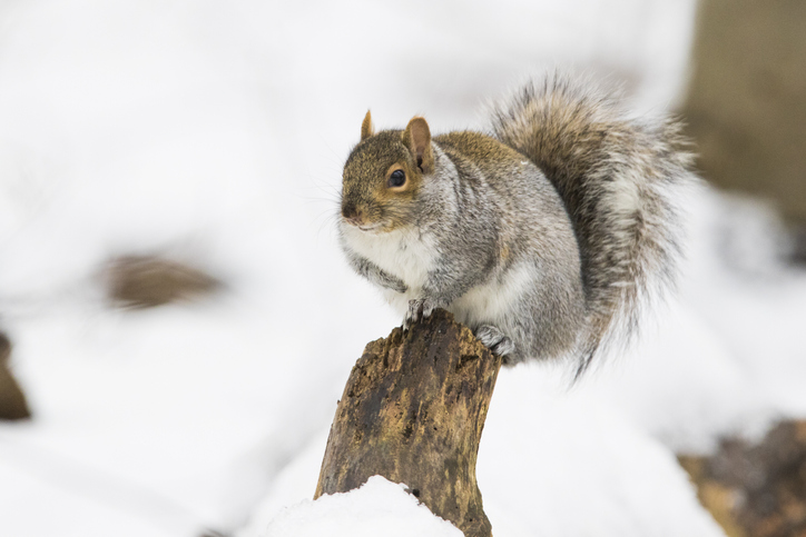 5 Pest Control Tips for Winterizing Your Home