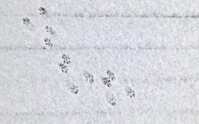 How to Identify Paw Prints in the Snow