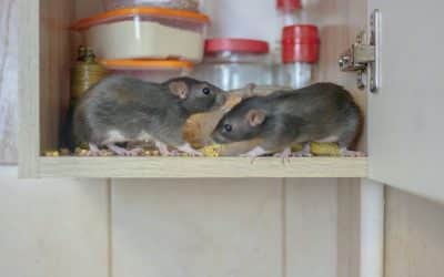 Mice & the Dangers They Cause When Multiplying Fast in Your Home