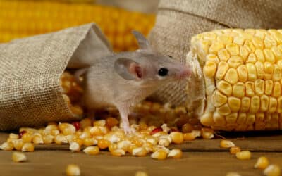 Mice & the Dangers They Cause When Multiplying Fast in Your Home