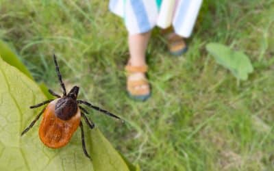 Tick-Borne Diseases: Why Tick Control in Your Yard is Essential