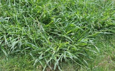Stop Crabgrass in Its Tracks: The 4 Top Professional Tips for Effective Prevention
