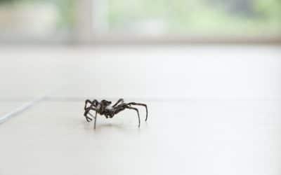 What Attracts Spiders to Your Home and How to Stop Them