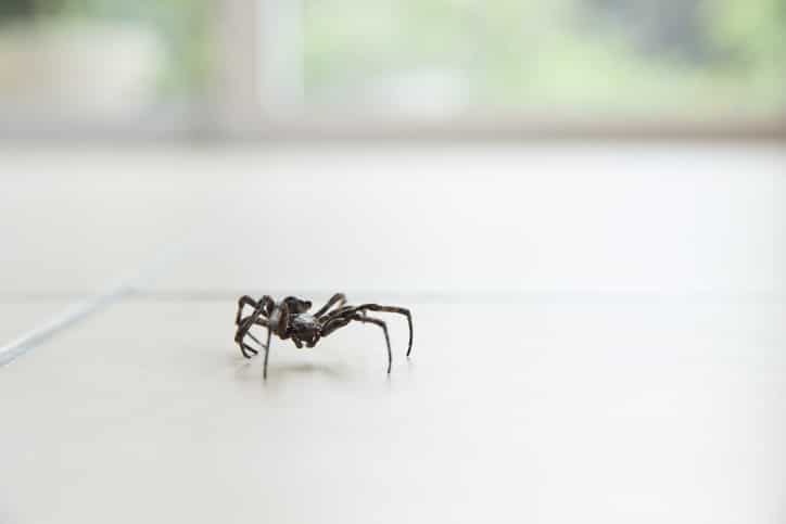 What Attracts Spiders to Your Home and How to Stop Them