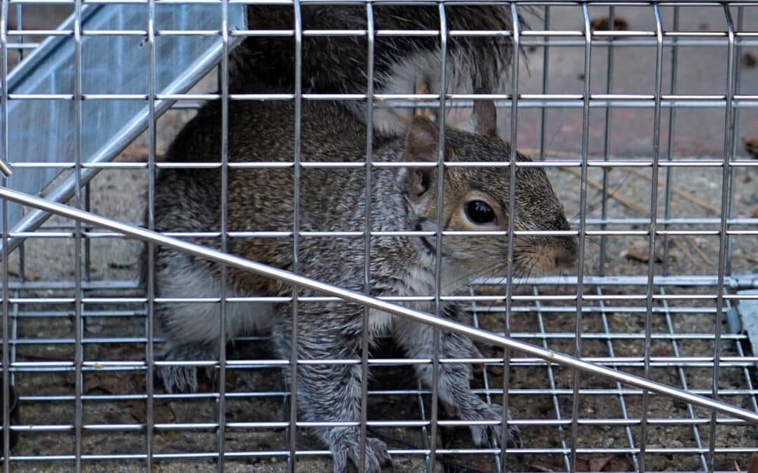Understanding Massachusetts Laws on Wildlife Trapping and Removal
