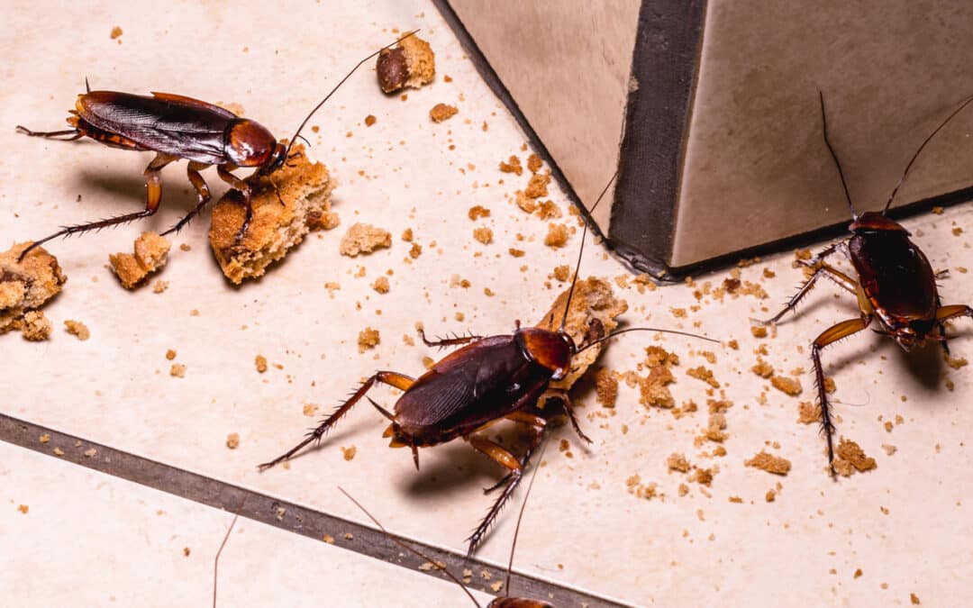 Squash the Roach Resolutions: How to Keep Your 2024 Cockroach-Free!