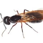 carpenter ant extermination for Worcester, Massachusetts