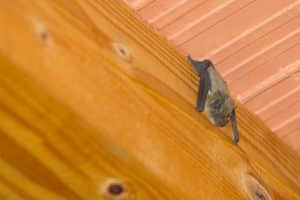 Bat Removal in Holyoke, Massachusetts