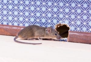 Mice extermination for Worcester, Massachusetts