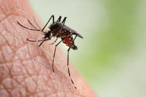 Mosquito Exterminators for Worcester, Massachusetts