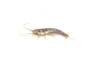 silverfish control for Quincy, Massachusetts