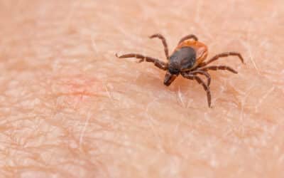Understanding Tick Behavior: Strategies for Long-Term Pest Control