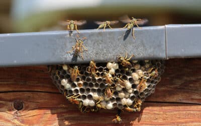 The Buzz on Wasp Infestations: A Complete Guide to Elimination