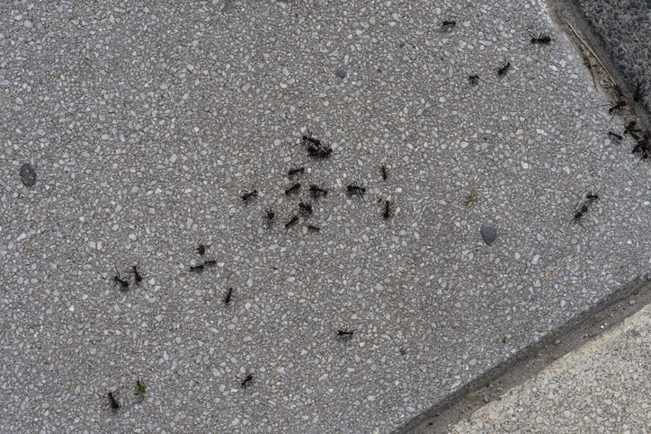 Pavement Ant Prevention Made Easy