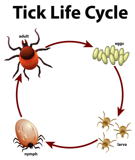 Tick Life Cycle - eggs, larva, nymph, adult