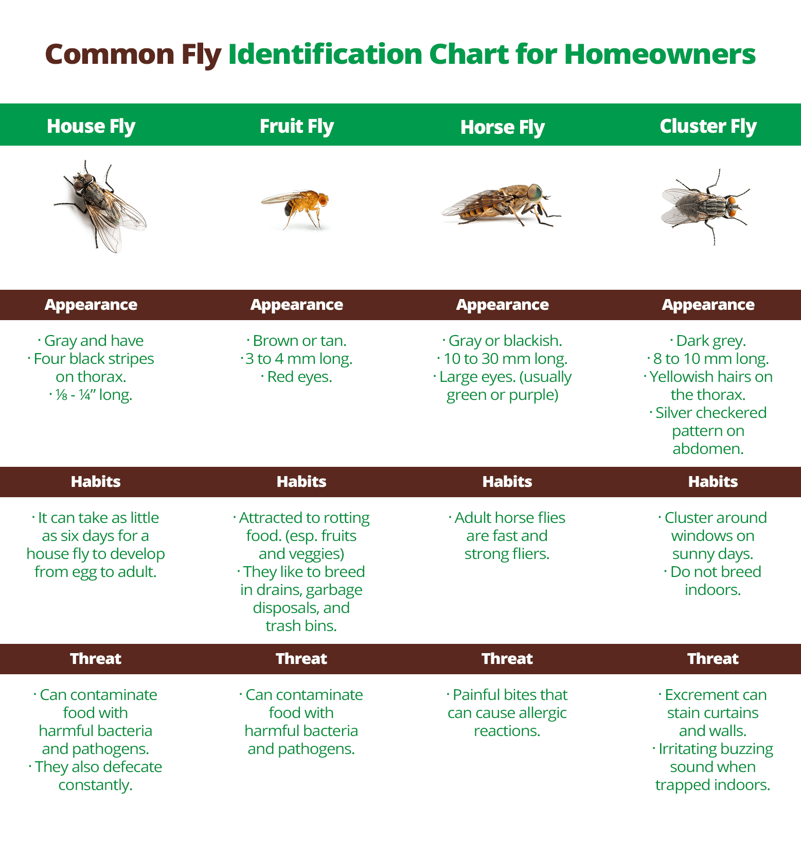 Cluster flies hotsell