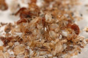 bed bugs infestation